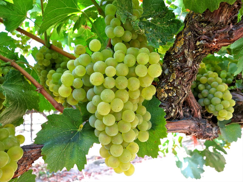 rượu vang marcel deiss langenberg cru d’alsace la colline rouge rượu vang marcel deiss langenberg cru d’alsace la colline rouge