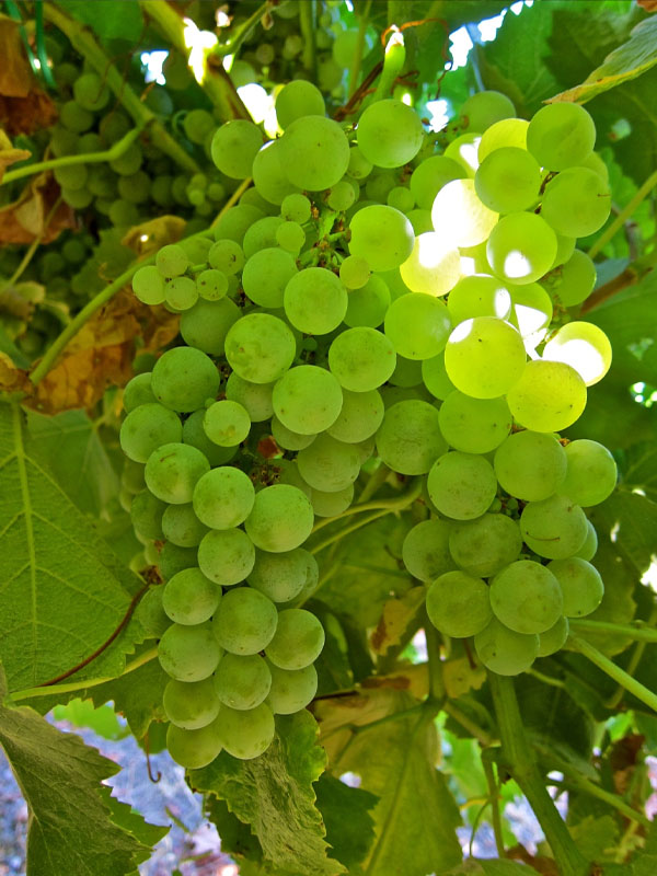 rượu vang marcel deiss rotenberg cru d’alsace la colline rouge rượu vang marcel deiss rotenberg cru d’alsace la colline rouge