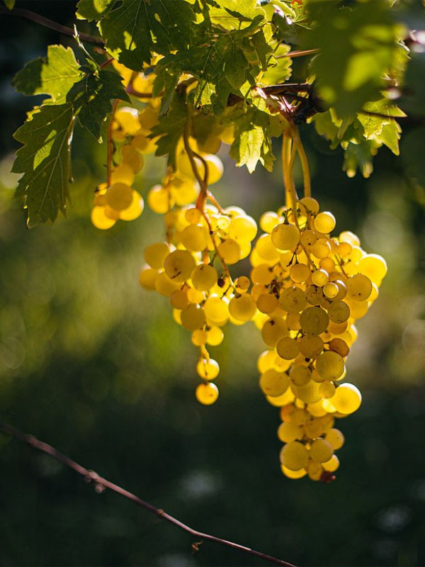 rượu vang markus molitor bernkasteler badstube spatlese riesling