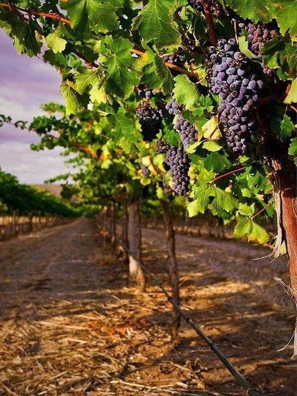 rượu vang markus molitor brauneberger klostergarten pinot noir