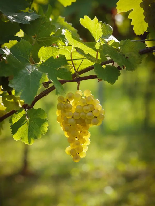 rượu vang markus molitor kinheimer hubertuslay auslese riesling