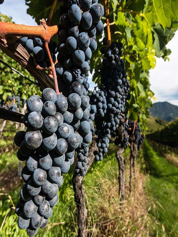 rượu vang markus molitor zeltinger schlossberg pinot noir