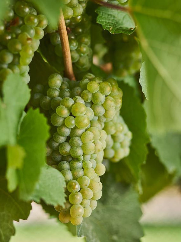 rượu vang markus molitor zeltinger sonnenuhr auslese riesling