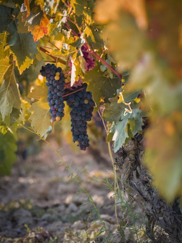 rượu vang montecillo crianza