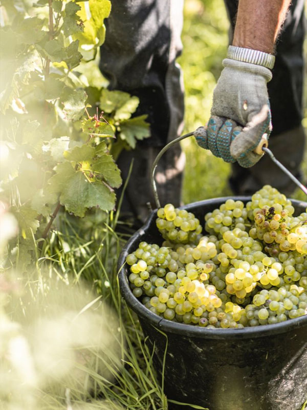 rượu vang montecillo verdejo