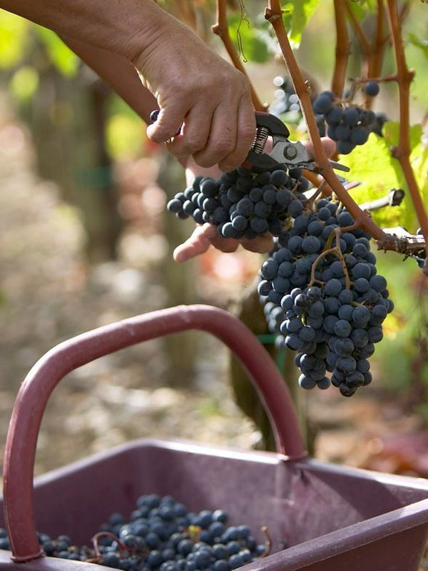 rượu vang muga rosé rioja