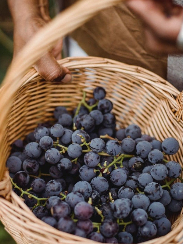 rượu vang my favorite neighbor cabernet sauvignon