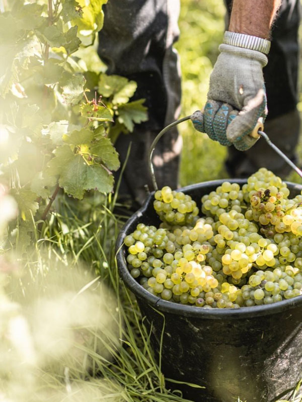 rượu vang my favorite neighbor chardonnay