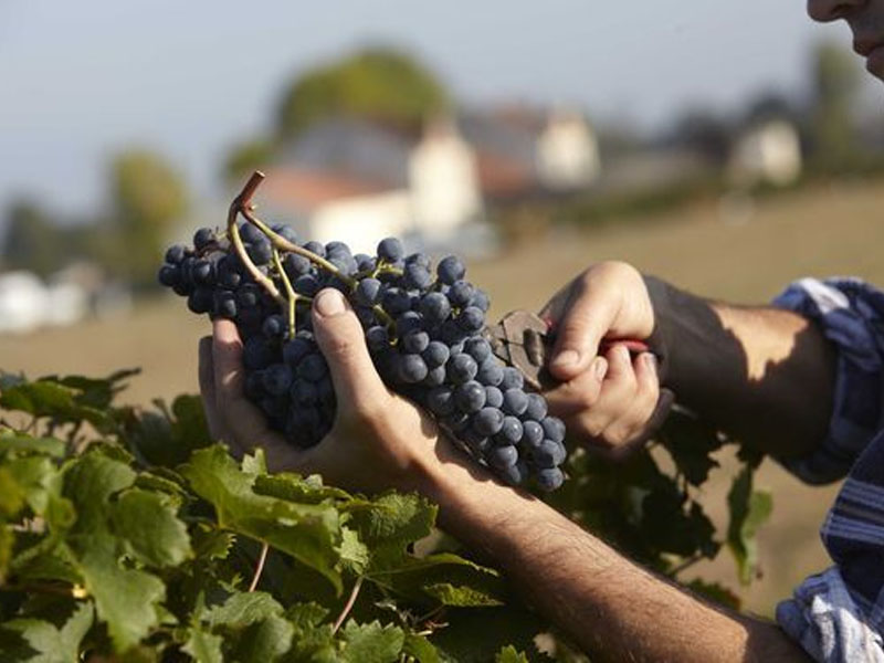 rượu vang post scriptum de chryseia douro