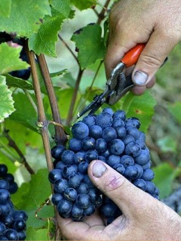 rượu vang prazo de roriz douro