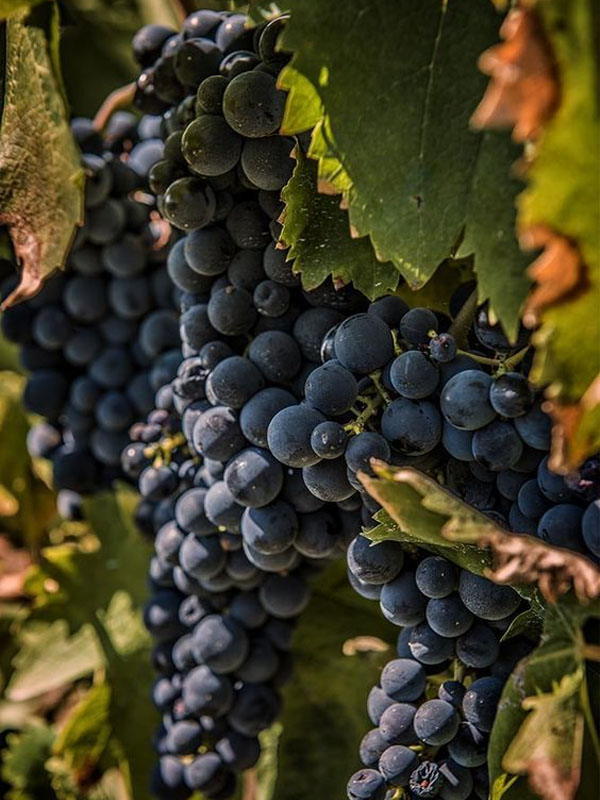 rượu vang prelude clos apalta