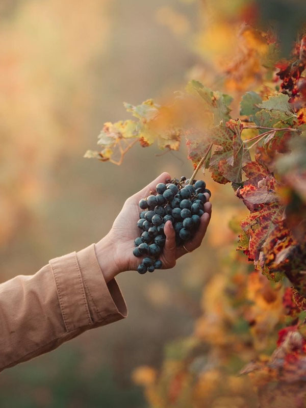 rượu vang pure mirabeau rượu vang pure mirabeau