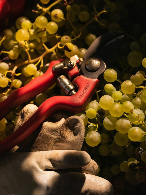 rượu vang rias baixas faustino rivero ulecia albariño