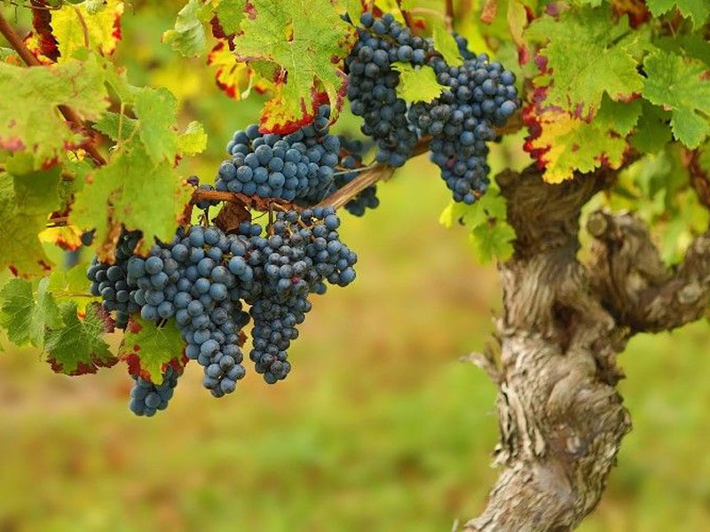 rượu vang robert mondavi oakville cabernet sauvignon