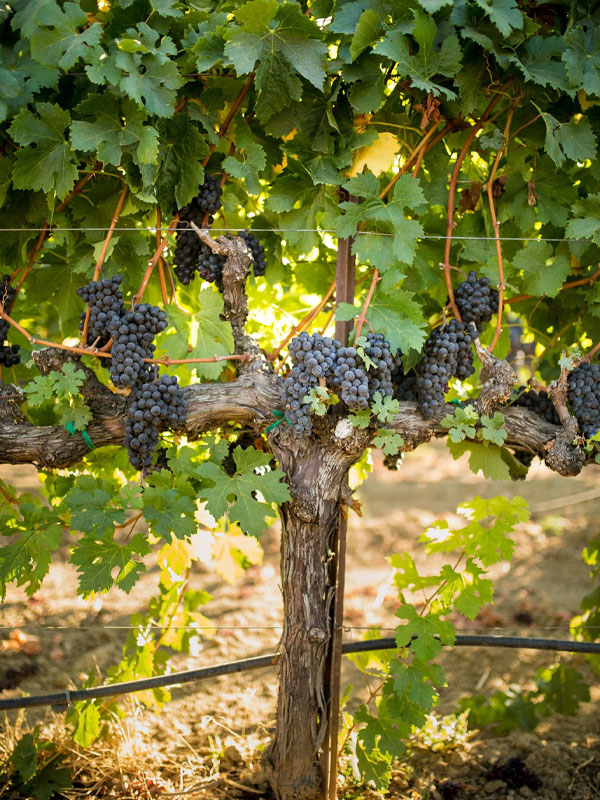 rượu vang robert mondavi private selection cabernet sauvignon