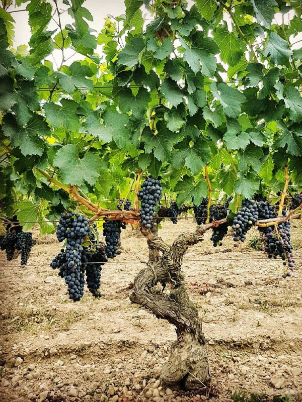 rượu vang robert mondavi private selection rye barrel aged red blend