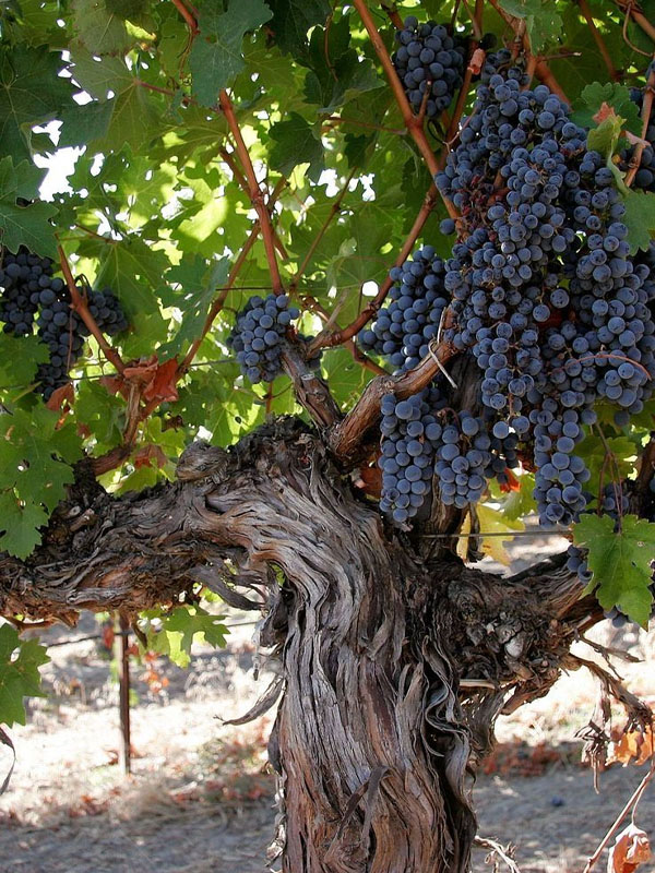 rượu vang robert mondavi private selection vint red blend