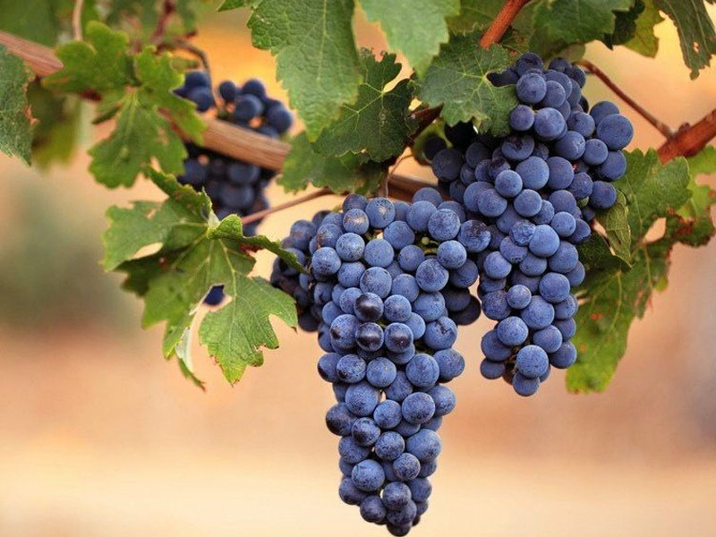 rượu vang robert mondavi private selection vint red blend