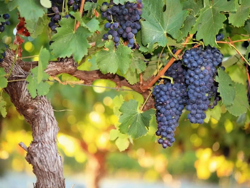 rượu vang robert mondavi winery cabernet sauvignon reserve