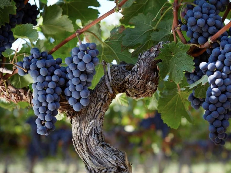 rượu vang robert mondavi winery napa valley cabernet sauvignon rượu vang robert mondavi winery napa valley cabernet sauvignon