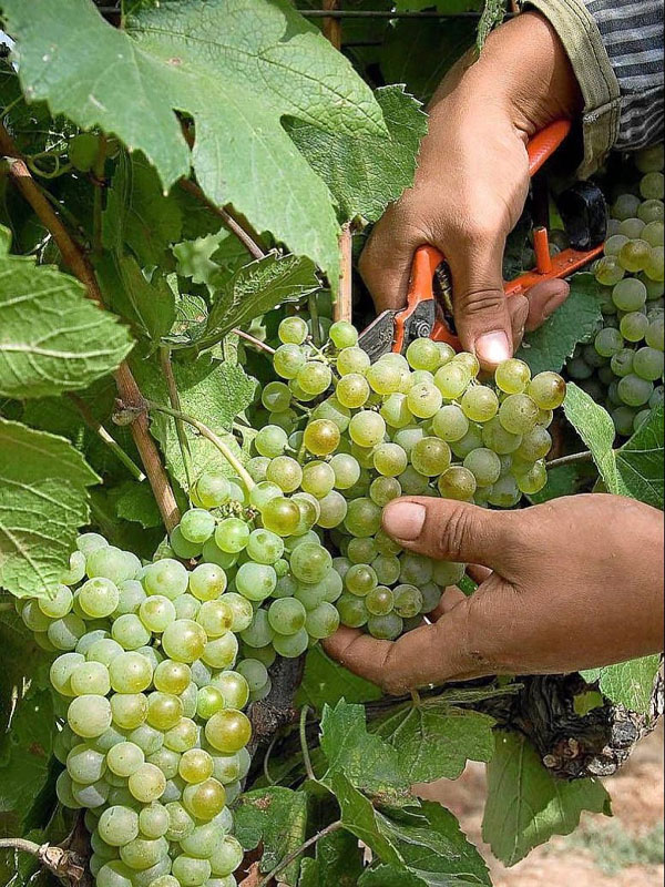 rượu vang robert mondavi winery napa valley chardonnay