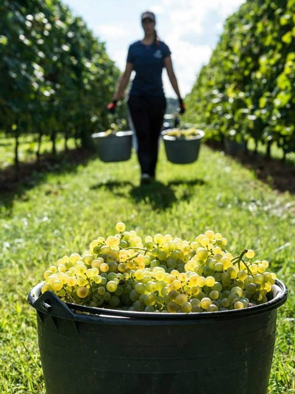 rượu vang robert mondavi winery napa valley sauvignon blanc rượu vang robert mondavi winery napa valley sauvignon blanc