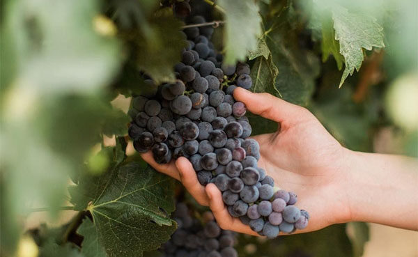 rượu vang salentein barrel selection cabernet sauvignon