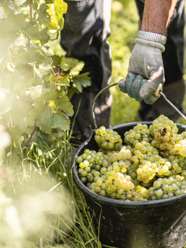 rượu vang santa carolina reserva sauvignon blanc