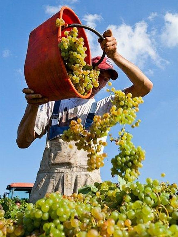 rượu vang santa carolina vistana chardonnay