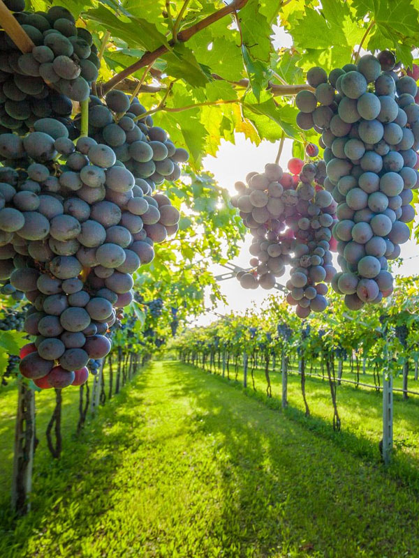 rượu vang to kalon vineyard h.w.c rượu vang to kalon vineyard h.w.c