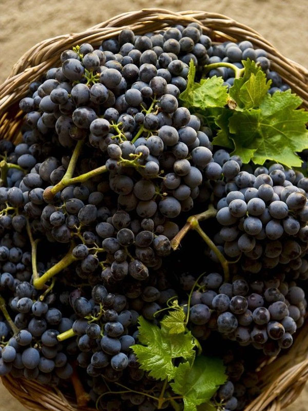 rượu vang treana red