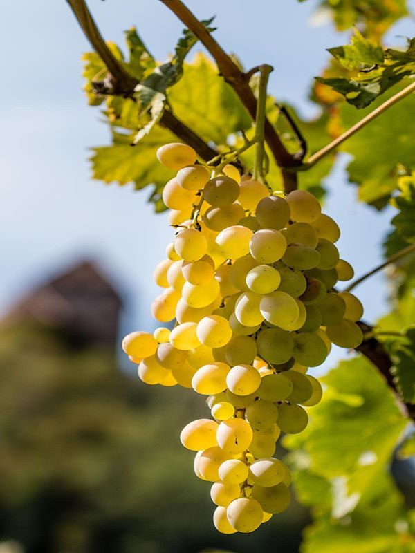 rượu vang dr. loosen ürziger würzgarten riesling gg