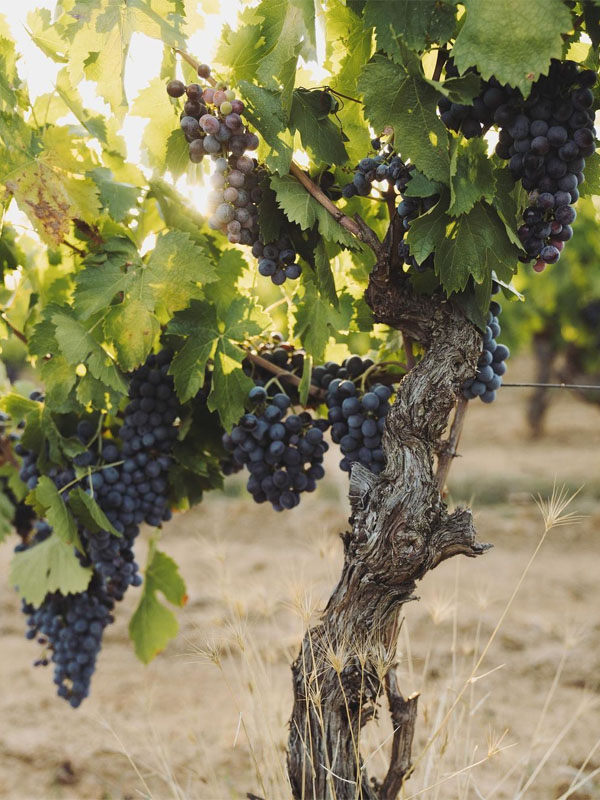 rượu vang château de beaucastel châteauneuf-dupape, rouge