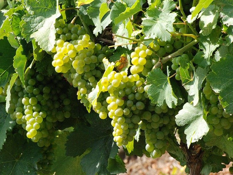 rượu vang coudoulet de beaucastel blanc