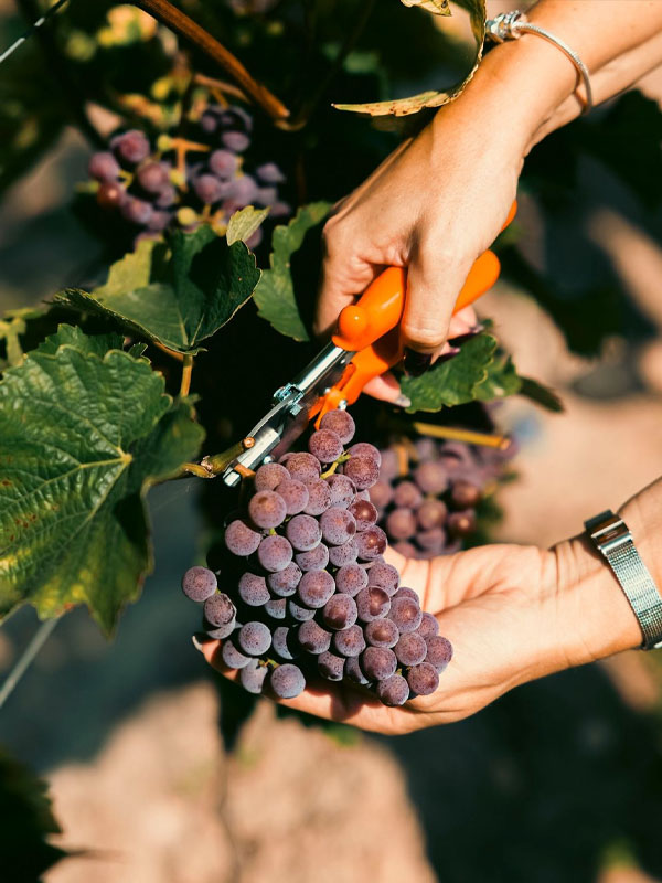 rượu vang coudoulet de beaucastel rouge
