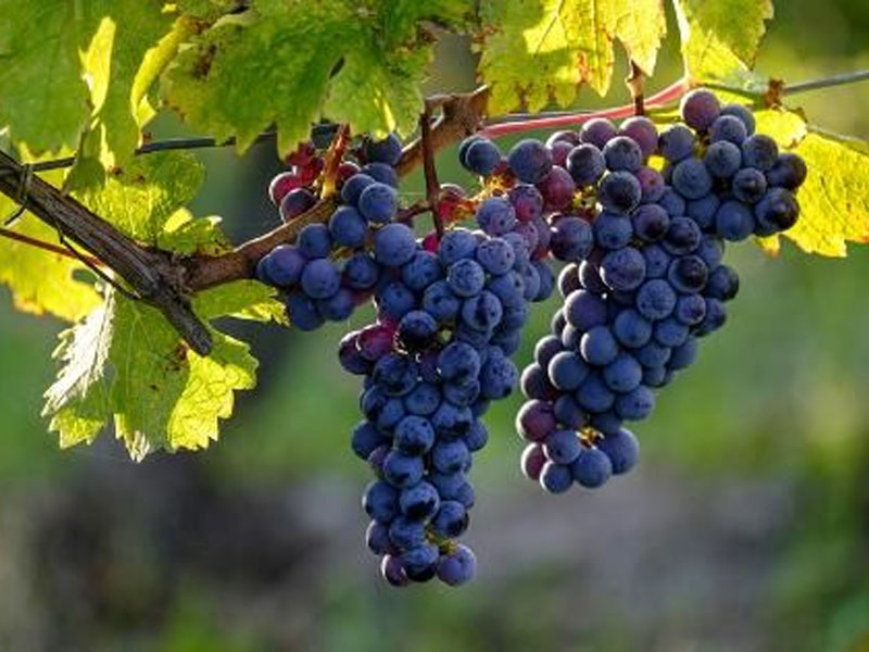 rượu vang domaine de pallus la croix boissée