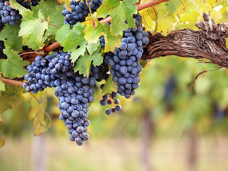 rượu vang domaine de pallus la rougerie