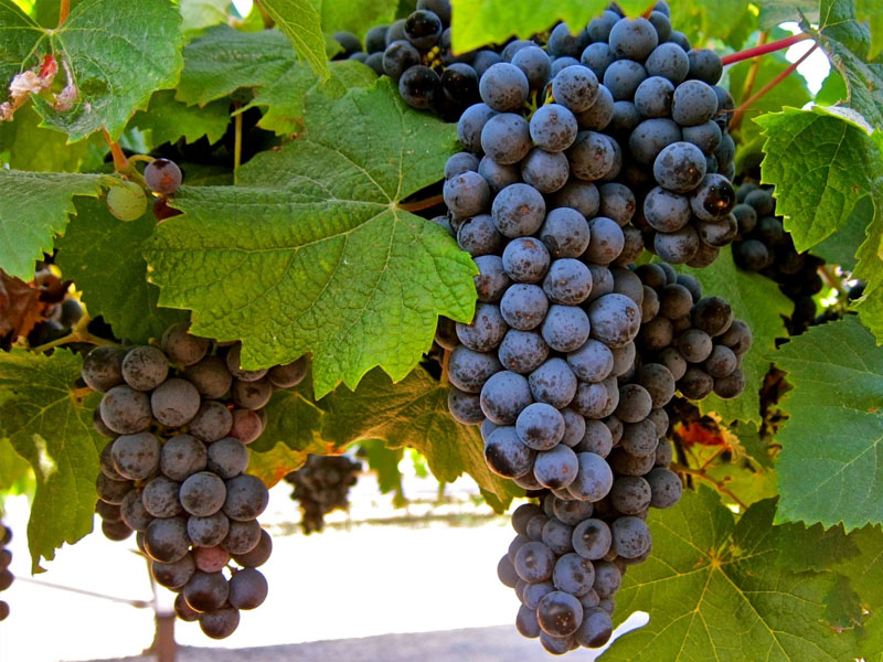 rượu vang domaine de pallus le clos de pallus