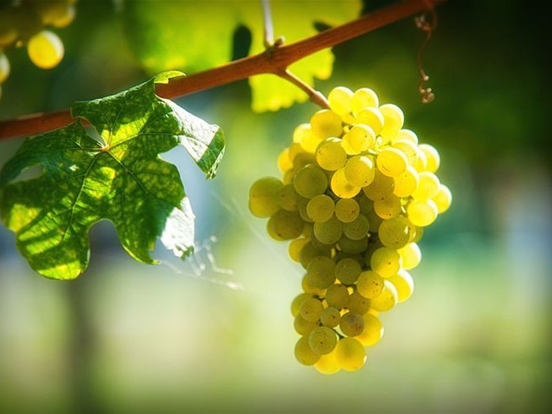 rượu vang domaine fontaine gagnard grand cru