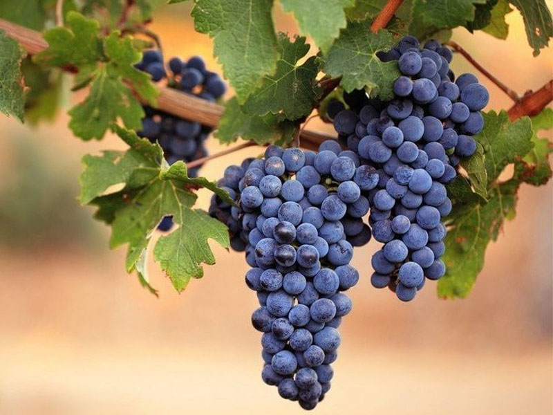 rượu vang domaine fontaine gagnard bourgogne