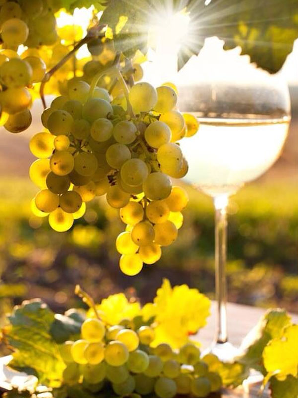 rượu vang domaine fontaine gagnard 1er cru morgeot