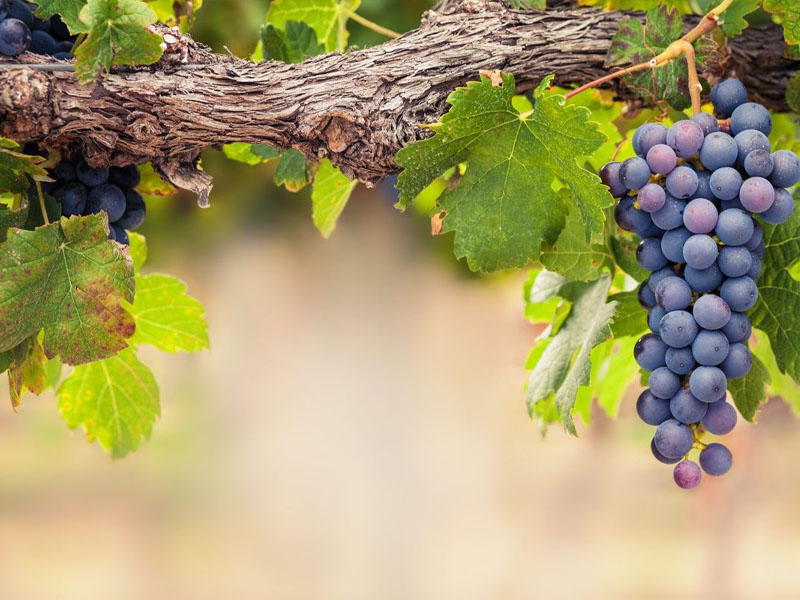 rượu vang domaine fontaine gagnard chassagne montrachet