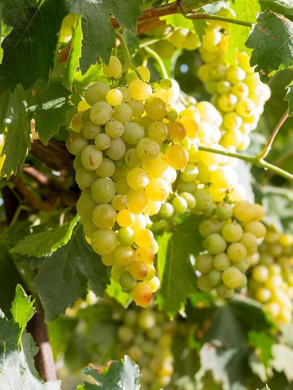 rượu vang domaine fontaine gagnard le montrachet grand cru