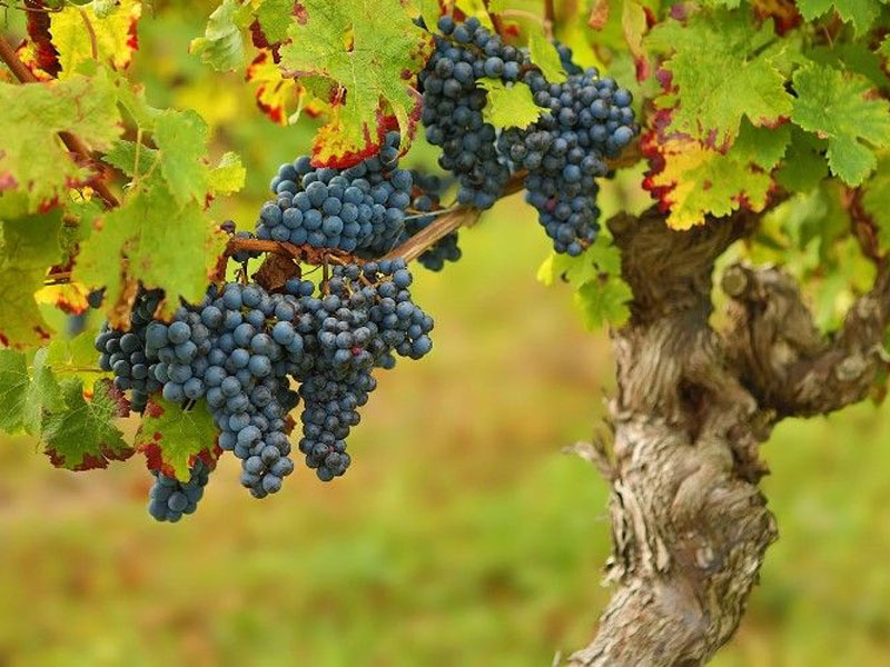 rượu vang domaine fontaine gagnard volnay