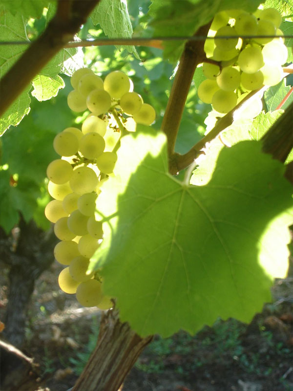 rượu vang domaine frédéric lambert côtes du jura vin jaune