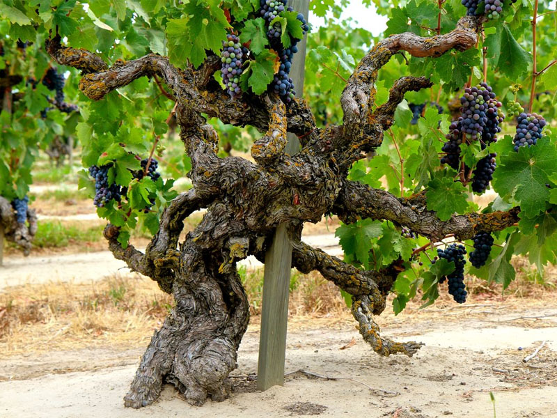 rượu vang domaine gavignet beaune premier cru les belisand