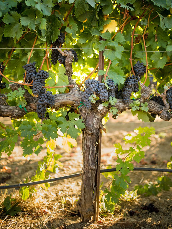 rượu vang domaine gavignet gevrey-chambertin