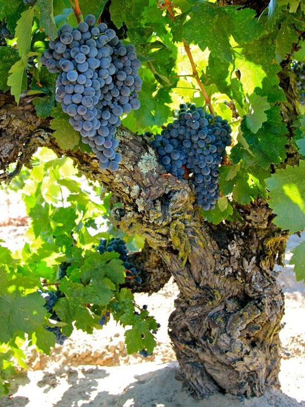 rượu vang domaine gavignet pommard