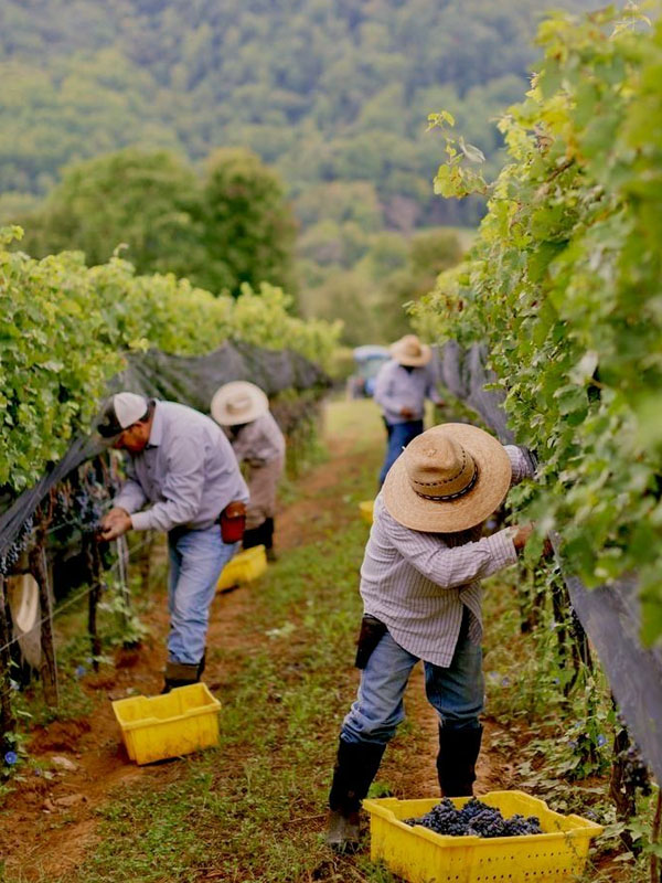 rượu vang domaine maurice vosne-romanée