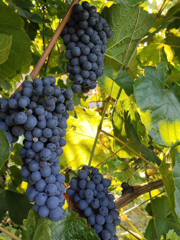 rượu vang domaine st patrice châteauneuf du pape